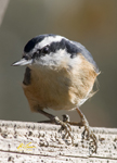 Red Breasted Nuthatch 0599